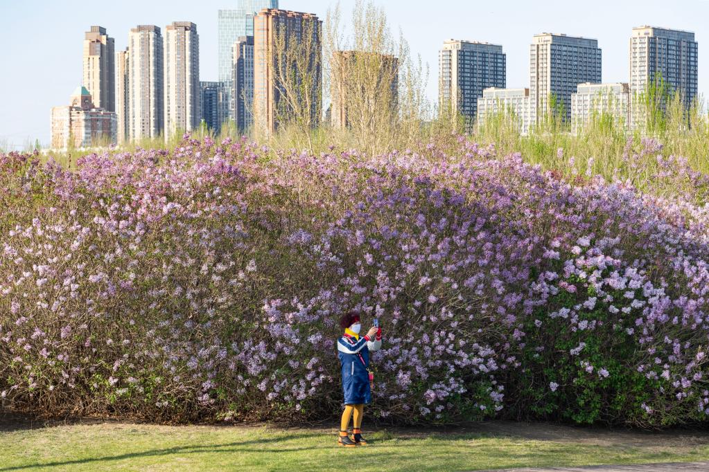 哈尔滨：丁香花开