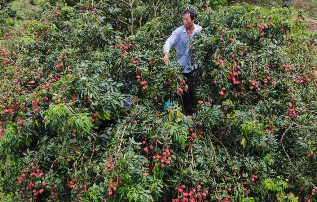 广州增城荔枝陆续上市