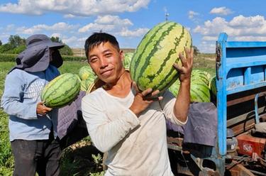 内蒙古无定河流域西瓜采摘忙