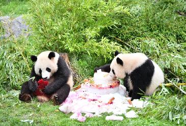 在德国出生大熊猫双胞胎迎来4岁生日