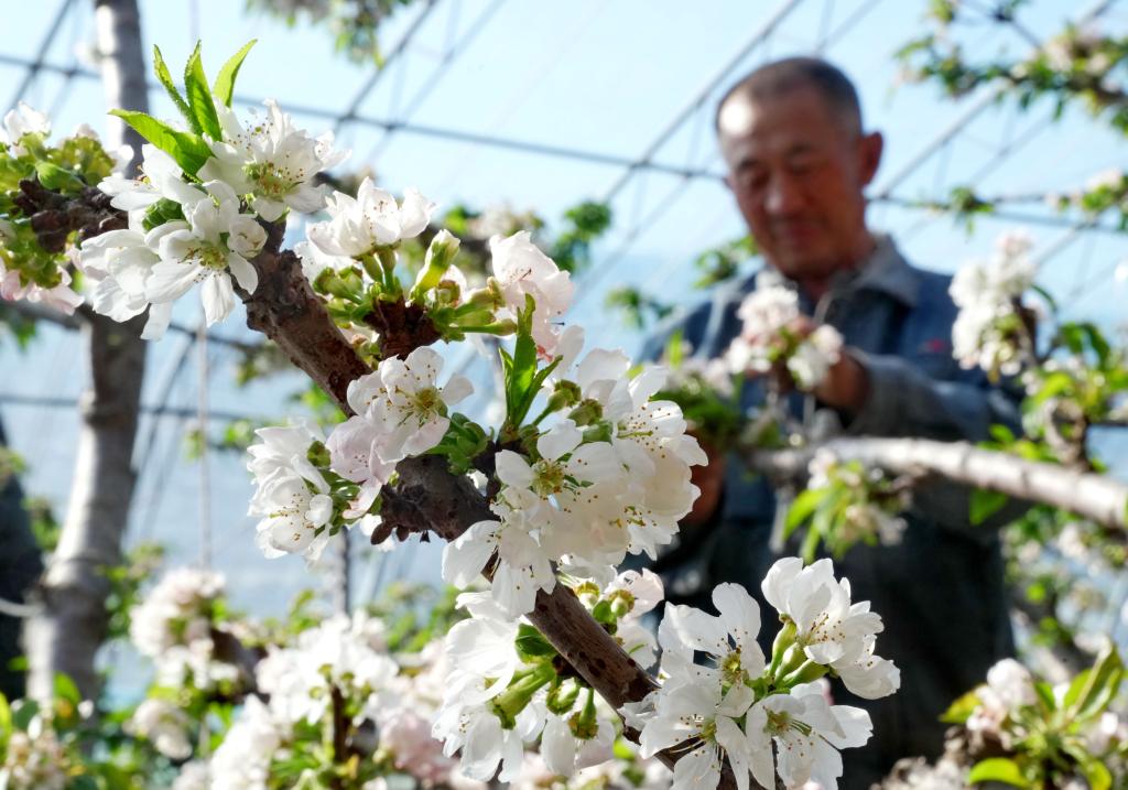 河北乐亭：温室暖 花枝俏 果香溢