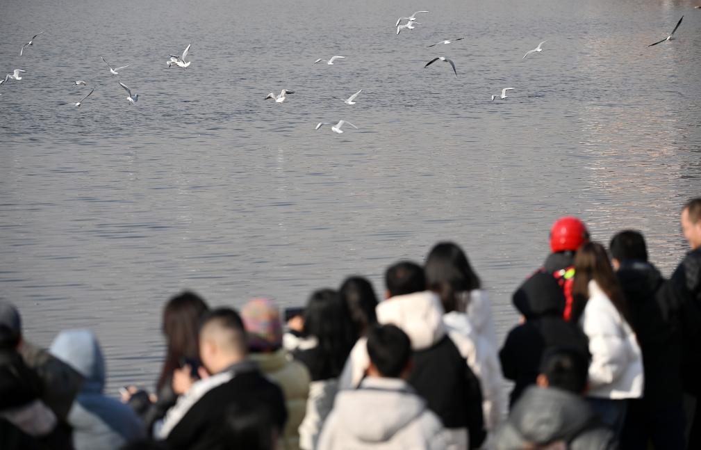 天津：海鸥翔集老码头