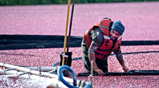 加拿大:收获蔓越莓