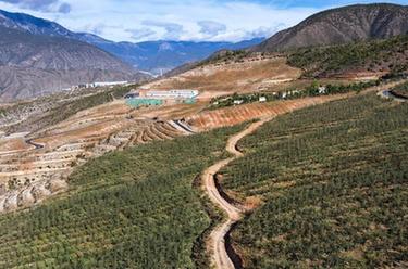 雪山下的高原苹果,熟了!